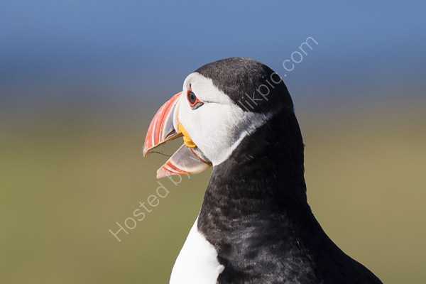 Puffin calling