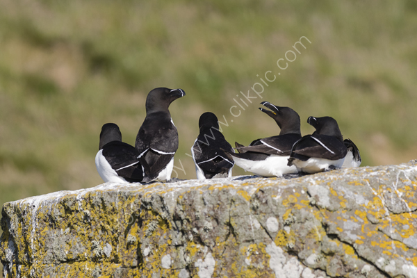 Razorbills socialising