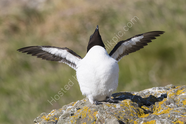 Razorbill sunbathing