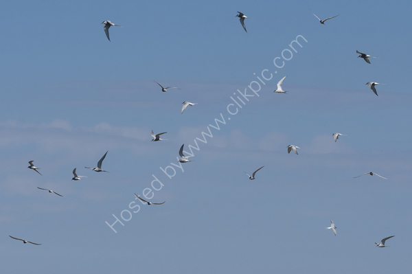 Arctic Terns