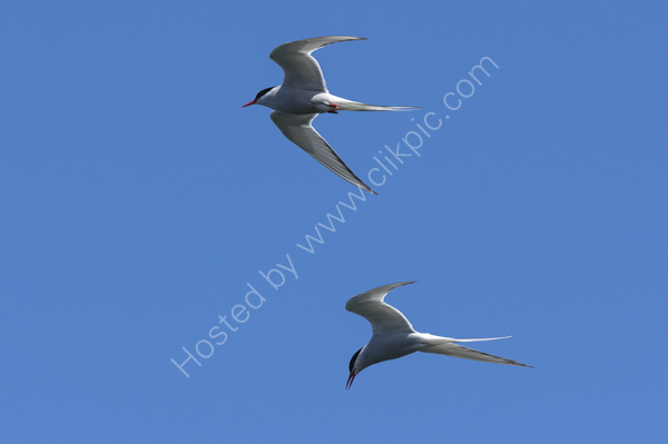 Arctic Terns