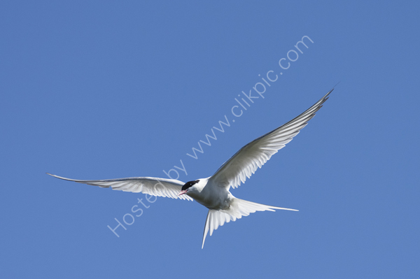 Arctic Tern