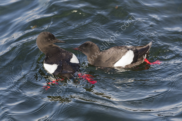 Black Guillemots