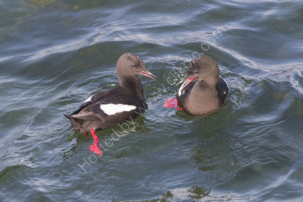 Black Guillemots
