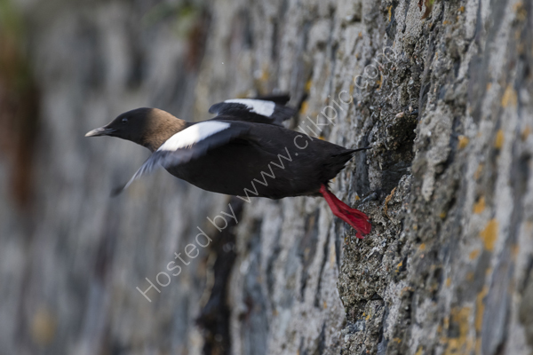 Black Guillemot flying
