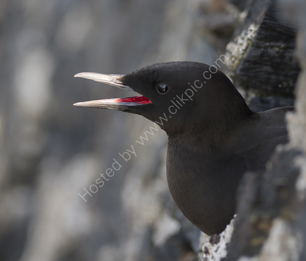 Black Guillemot