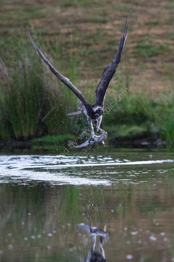 Osprey fishing