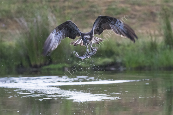 Osprey fishing