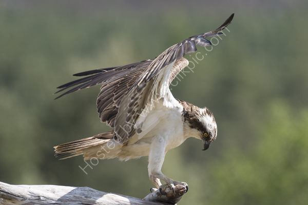 Osprey landing