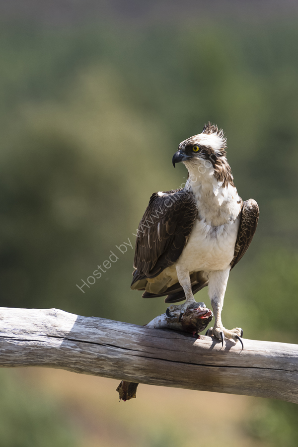 Osprey on the lookout