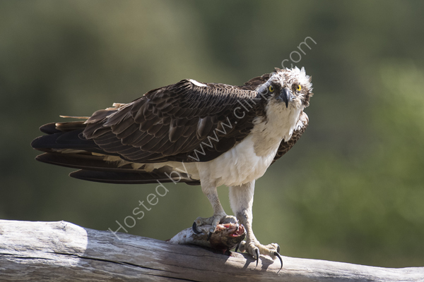 Osprey looking at camera