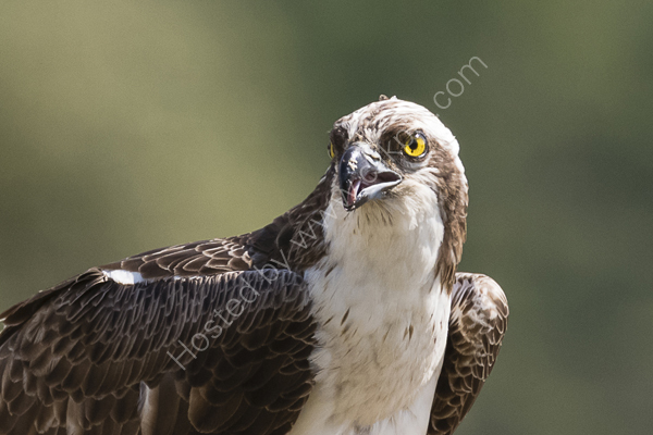 Osprey close-up