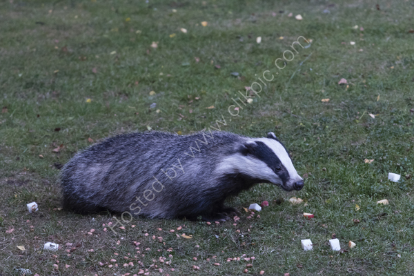 Badger in the garden