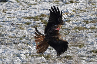 Red Kite in snow