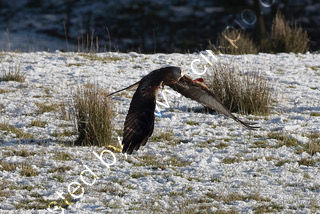 Red Kite flying low