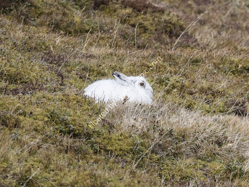 Mountain Hare in set
