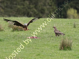 Red Kite watched by Buzzard