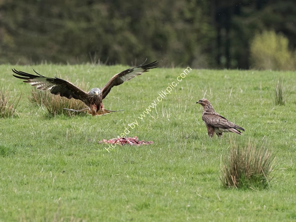 Red Kite and Buzzard