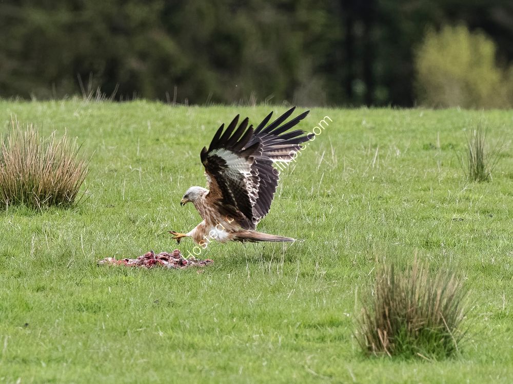 Red Kite collecting food