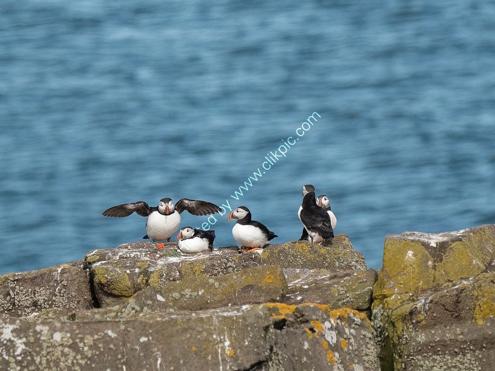 Puffins on rocks