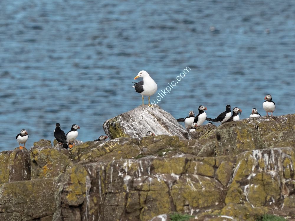 Puffins and Gull