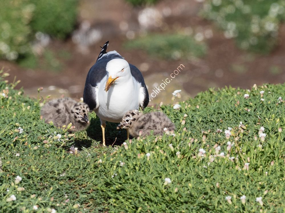 Gull and Chicks