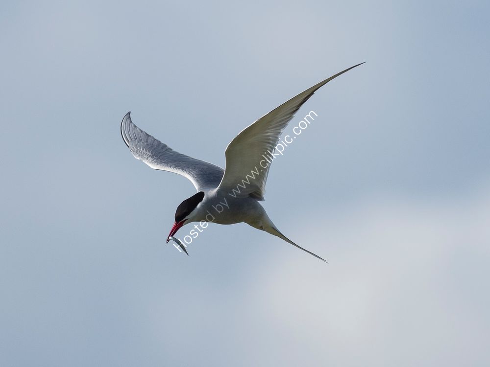Arctic Tern with fish