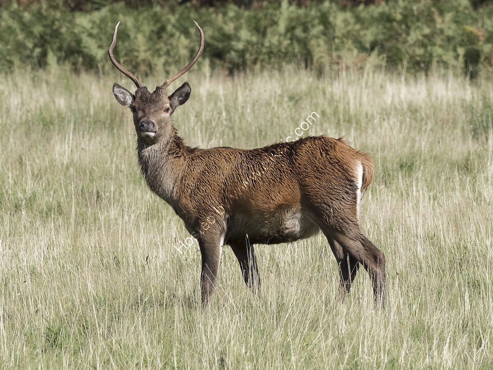 Young Stag in the sun