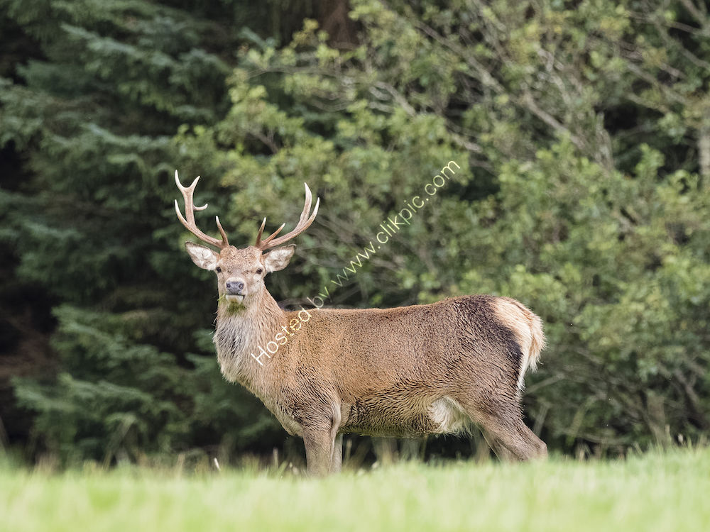 Stag in sunshine