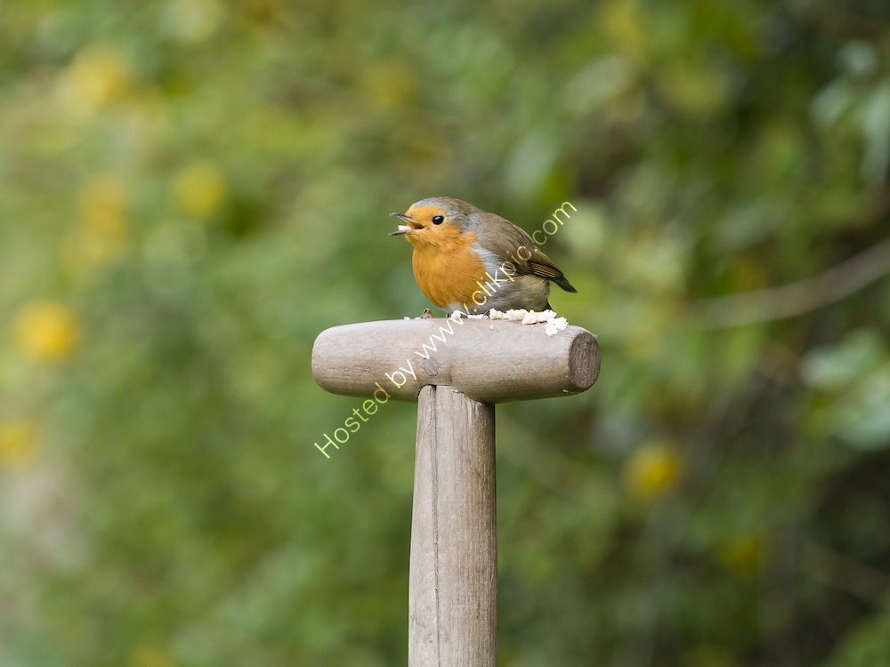 Robin on handle