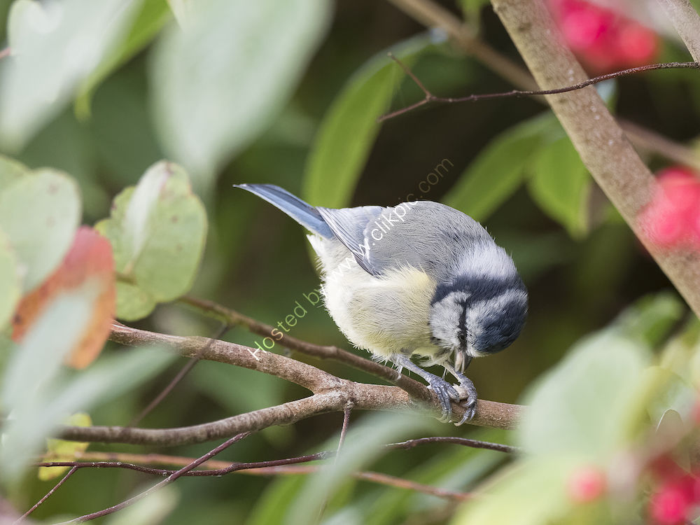 Blue Tit feeding
