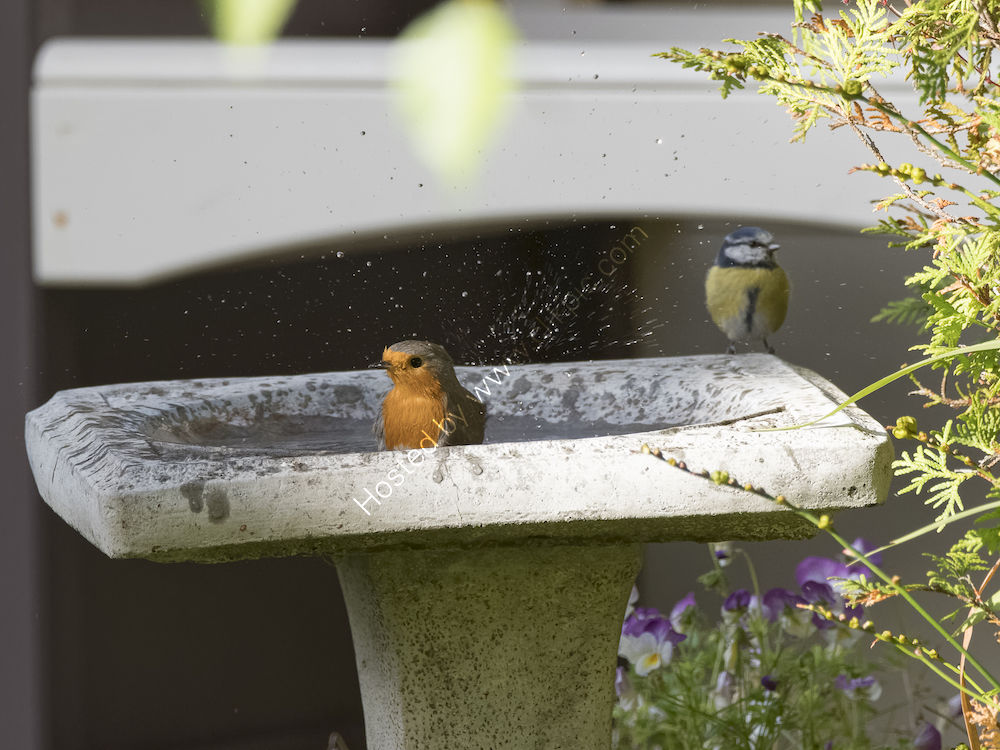 Bath-time
