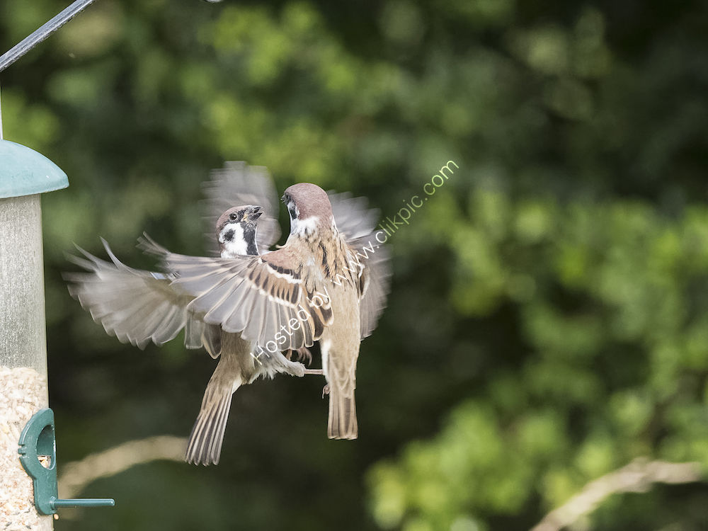 Squabbling Tree Sparrows