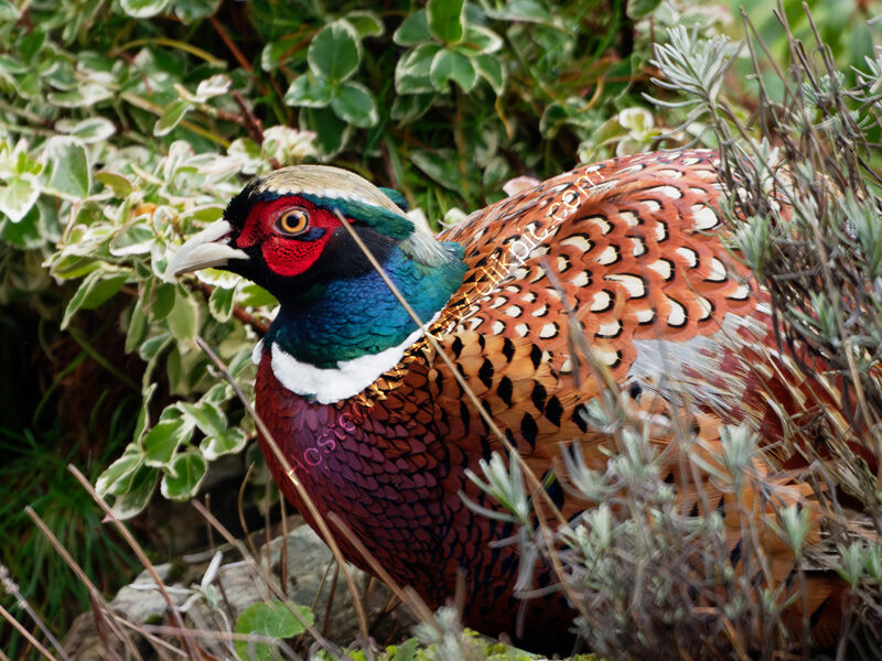 Close-up of Pheasant