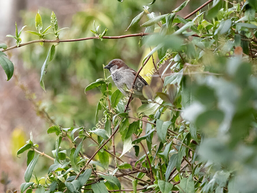 House Sparrow in bushes