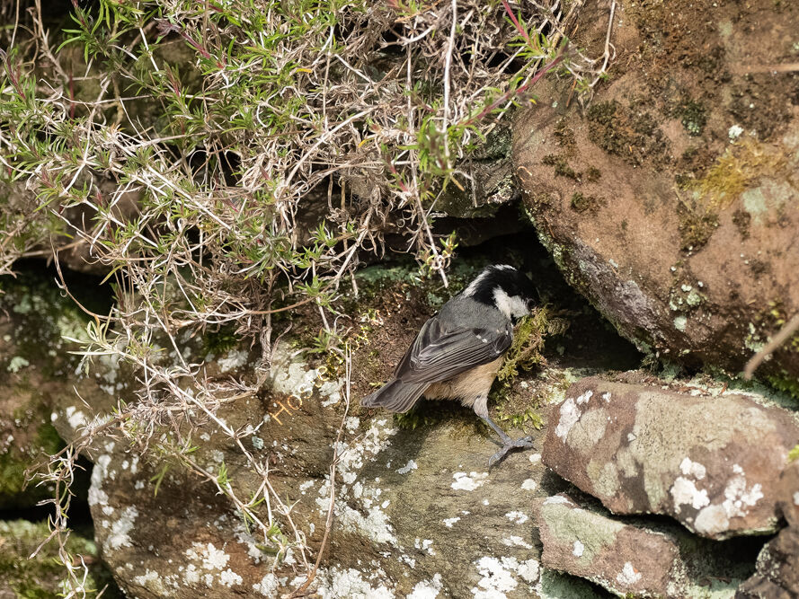 Coal Tit with nesting material