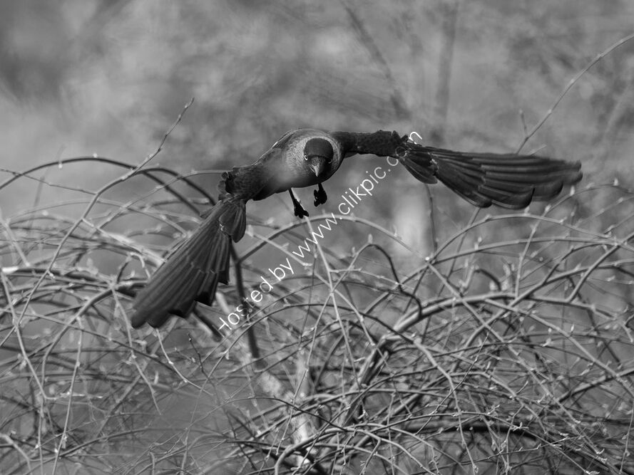 Jackdaw in flight