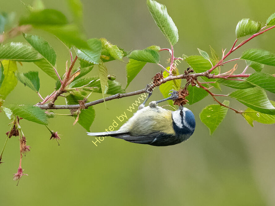 Blue Tit hanging