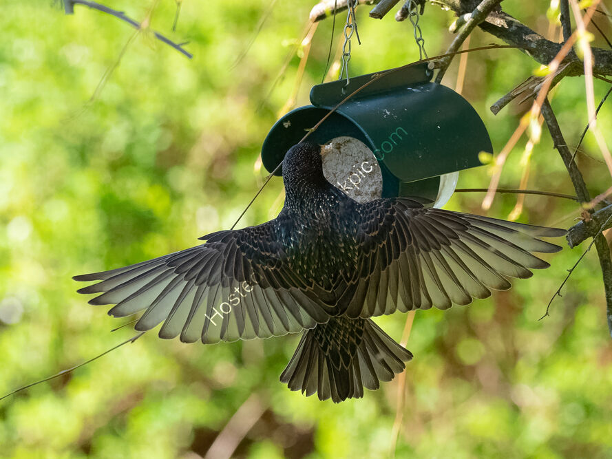 Starling, wings outstretched