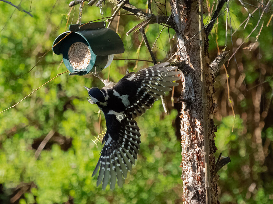 Great Spotted Woodpecker