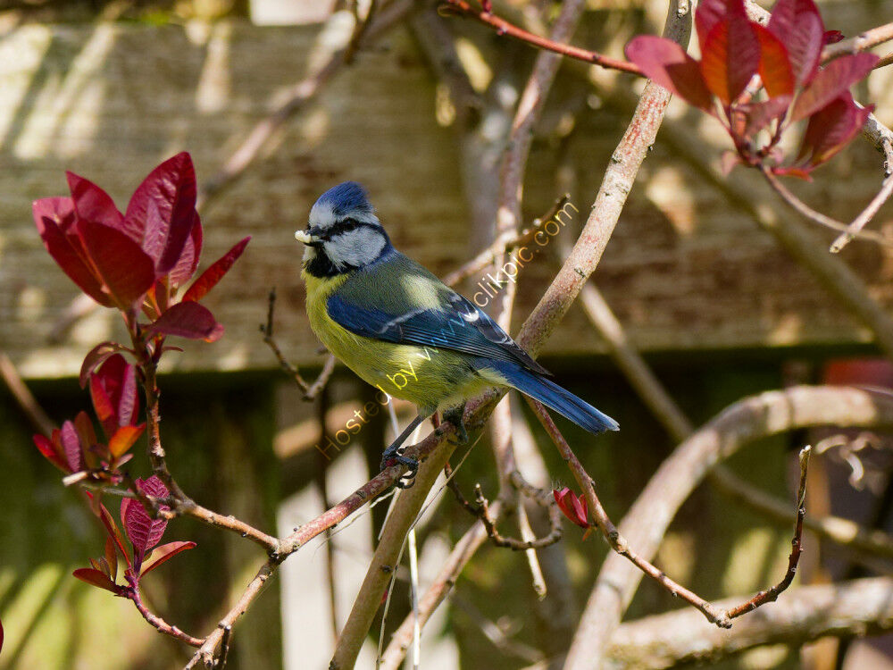 Blue Tit with seed in beak