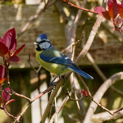 Blue Tit with seed in beak