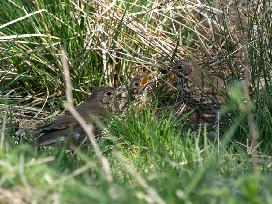 Thrush family
