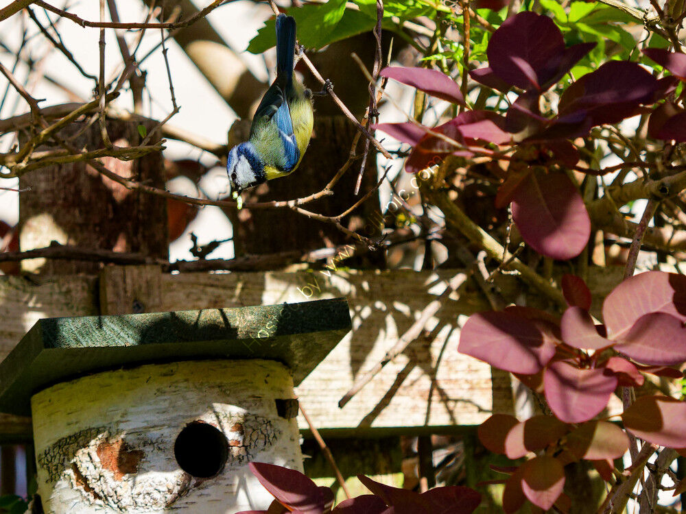 Blue Tit with caterpillar