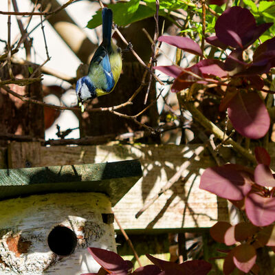 Blue Tit with caterpillar
