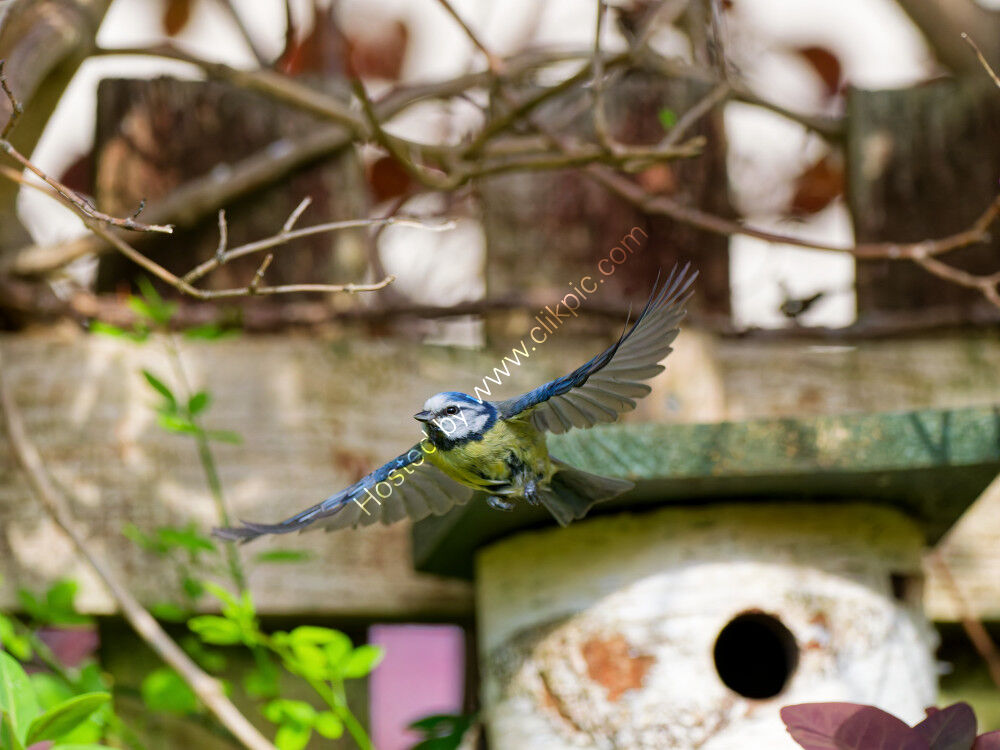 Blue Tit in flight