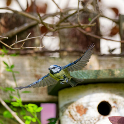 Blue Tit in flight