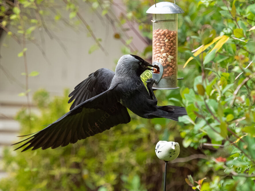 Jackdaw at nut feeder