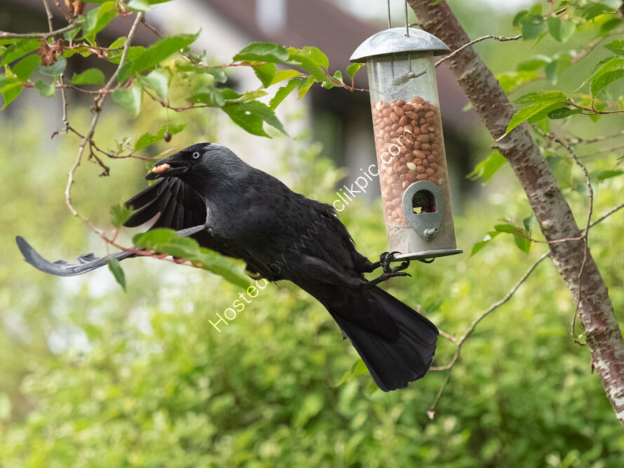 Acrobatic Jackdaw