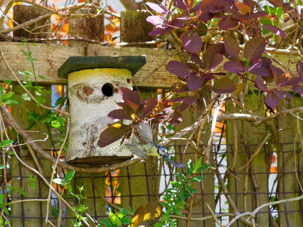 Blue Tit flying away